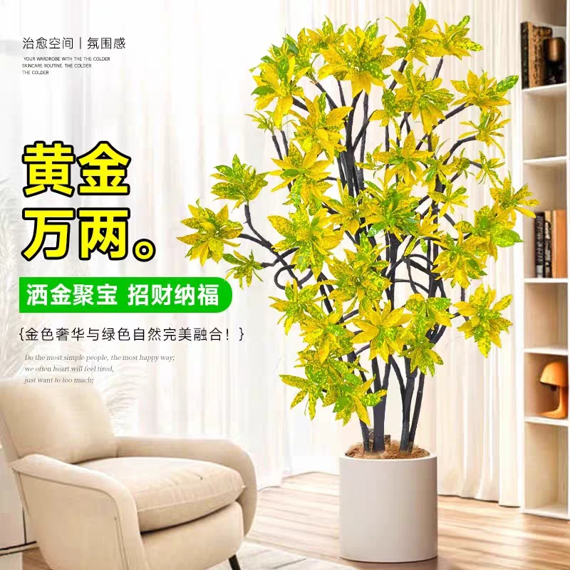 【黄金万两好寓意】室内大型盆栽洒金榕万两榕 易活植物