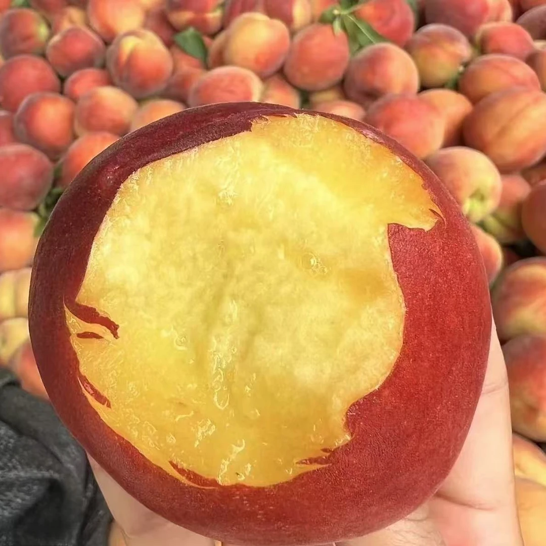 【顺丰】正宗露天种植彩虹黄桃应季现摘现发包脆包甜孕妇水果L