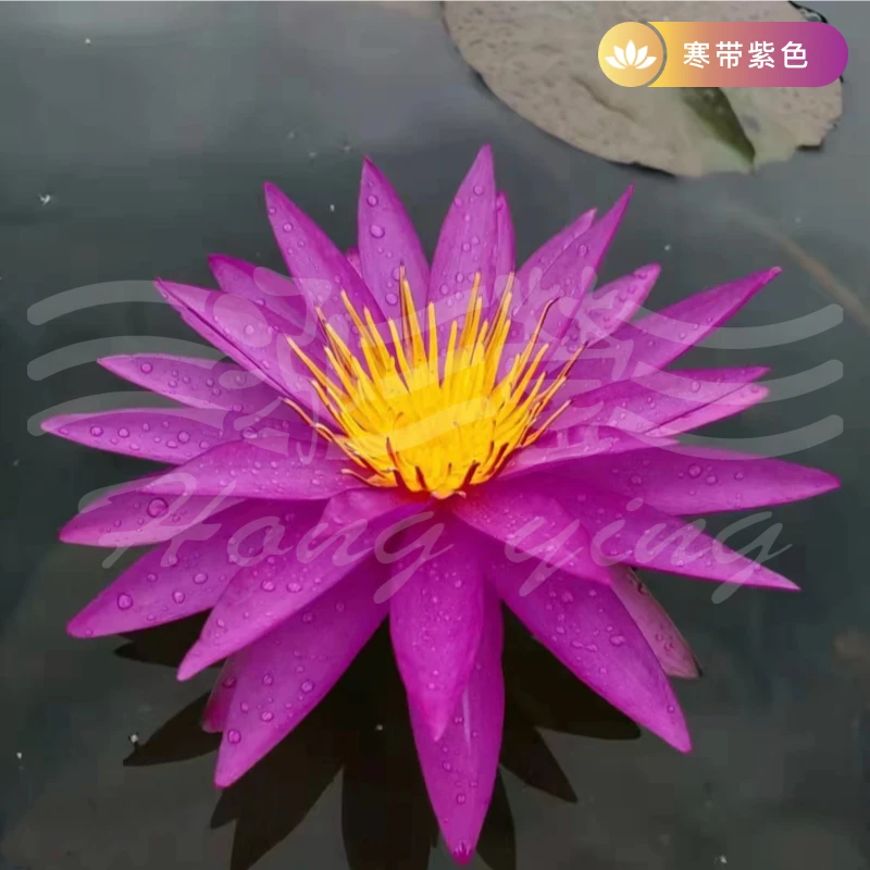 【寒带紫色大型耐寒品种】睡莲带芽带叶当年开花观赏性大花睡莲