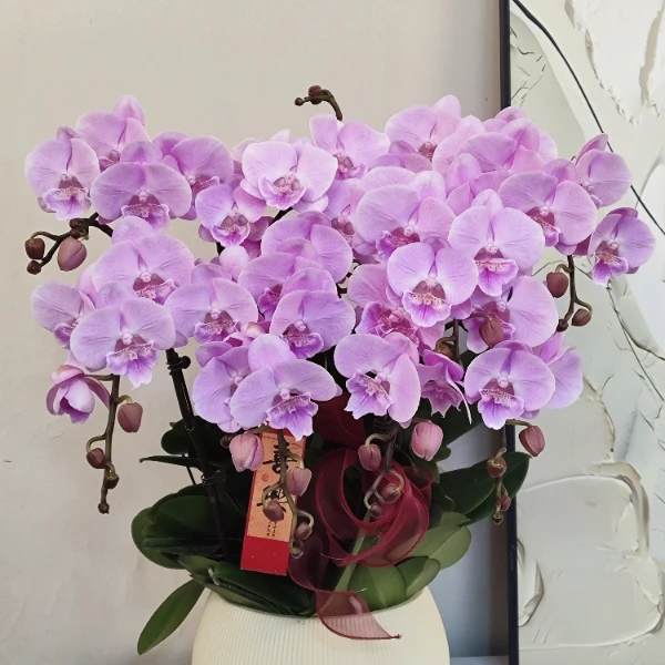 蝴蝶兰 【爱丽丝】真花 秋冬耐寒花卉 四季开花 多样性发货