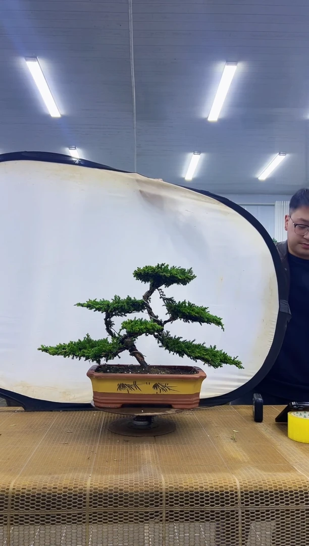 无花朵闲*00000000000000000