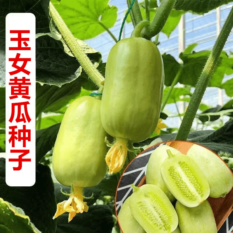 黄瓜种子蔬果种子玉女小黄瓜种子生吃迷你小黄瓜金童玉女水果黄瓜