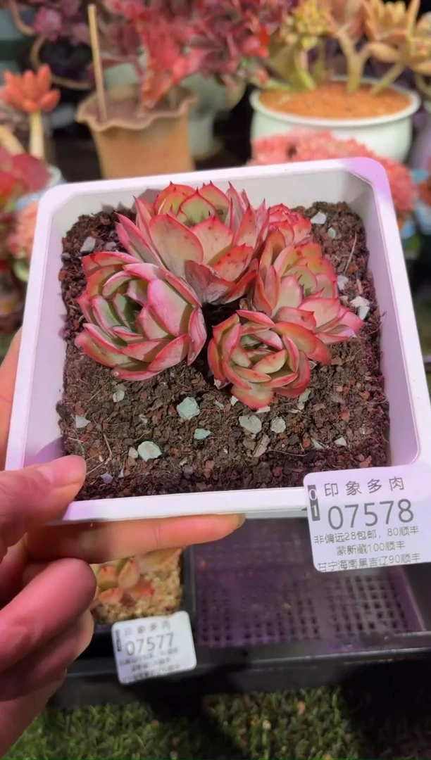 【闪购商品】07578