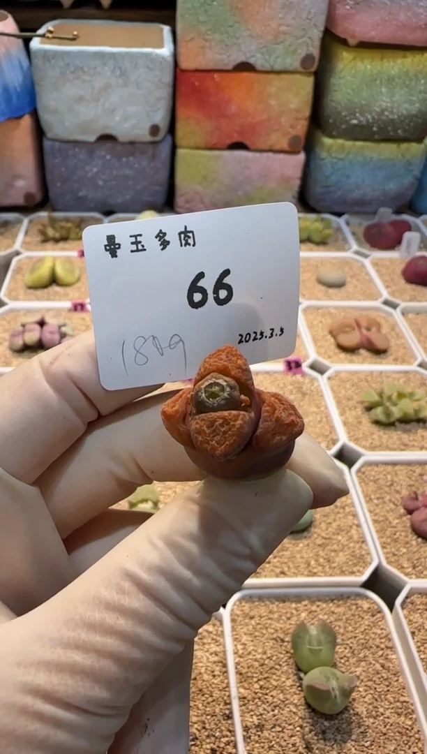 【闪购商品】25.3.5-66富贵儿