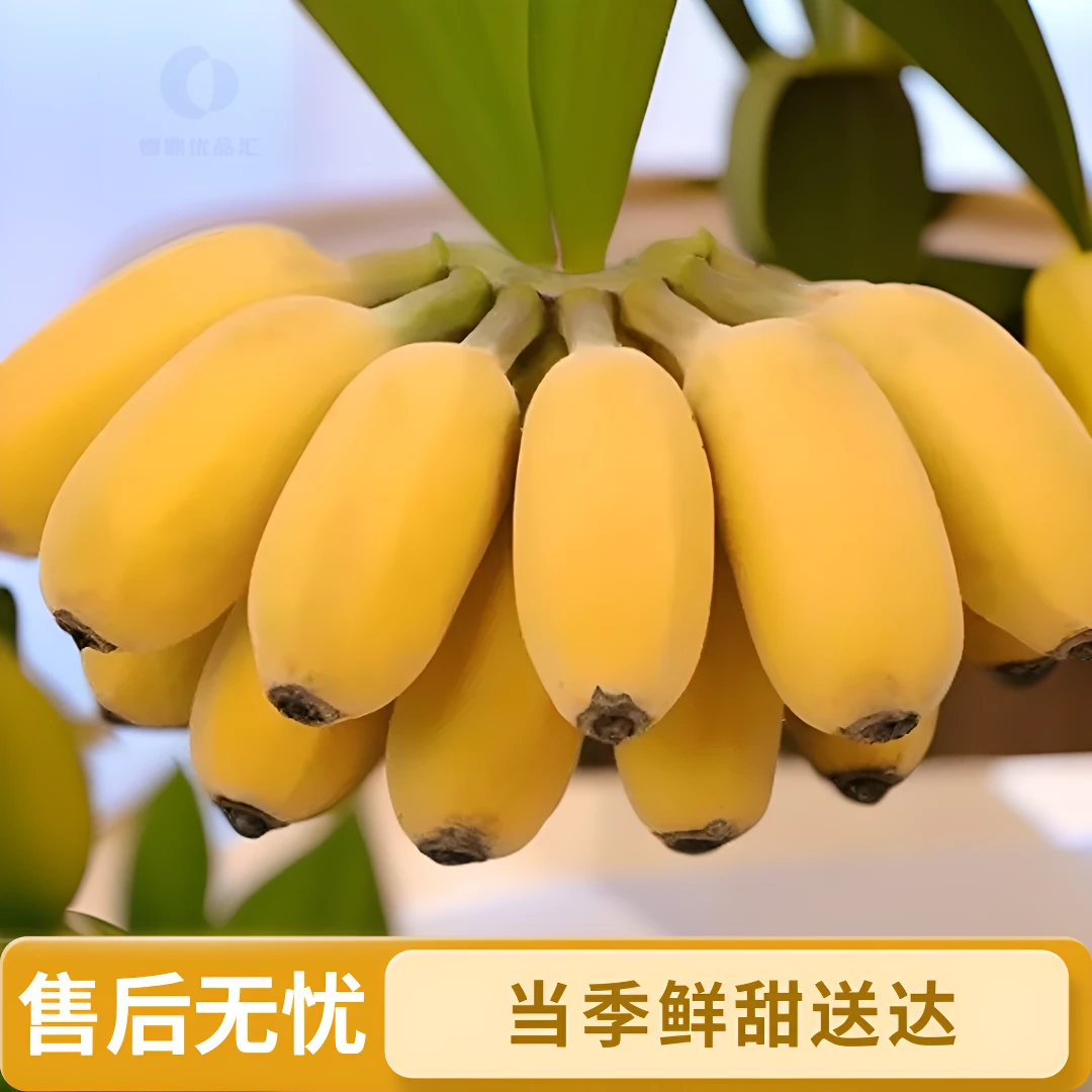 广东树上熟正宗苹果蕉包邮当季香甜新鲜水果农家香蕉新鲜现摘现发