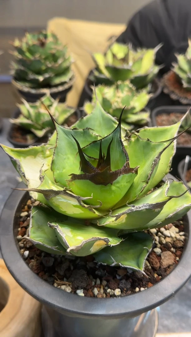 【闪购商品】黑豹仁王冠龙舌兰（冻伤瑕疵）