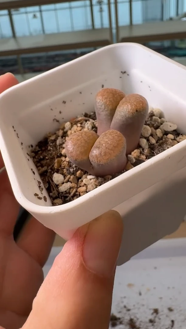 24-34多肉植物肉锥