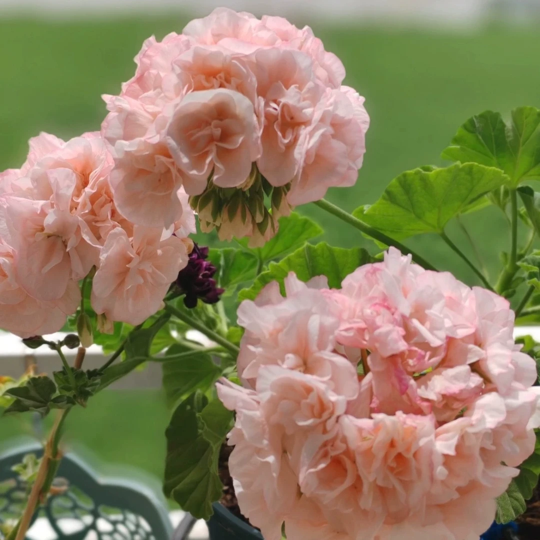 天竺葵高地永恒苗 130盆包对版