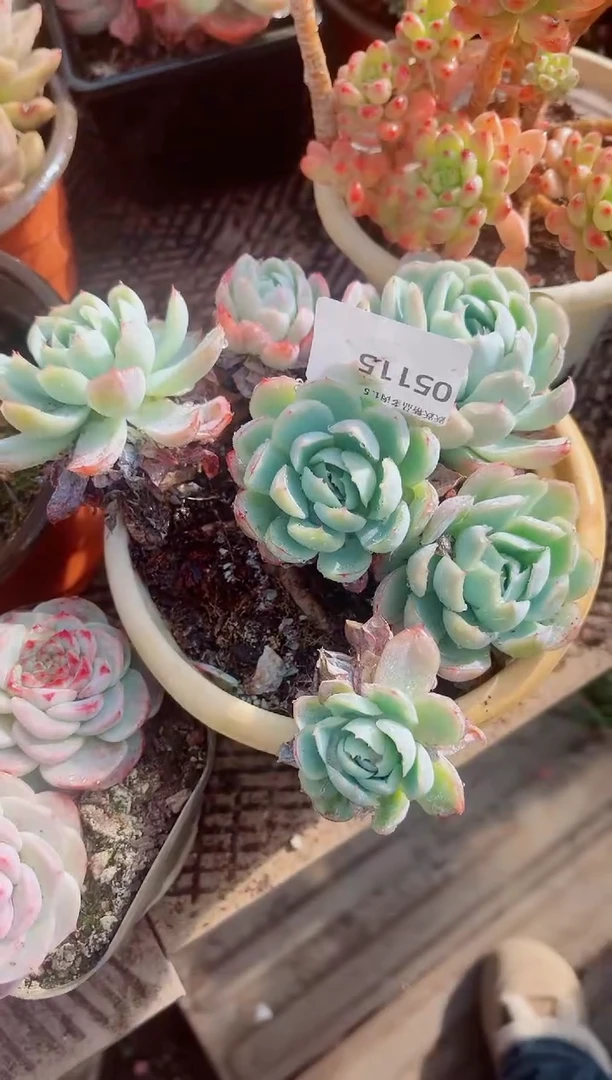 冬**?跃跃精品多肉05115