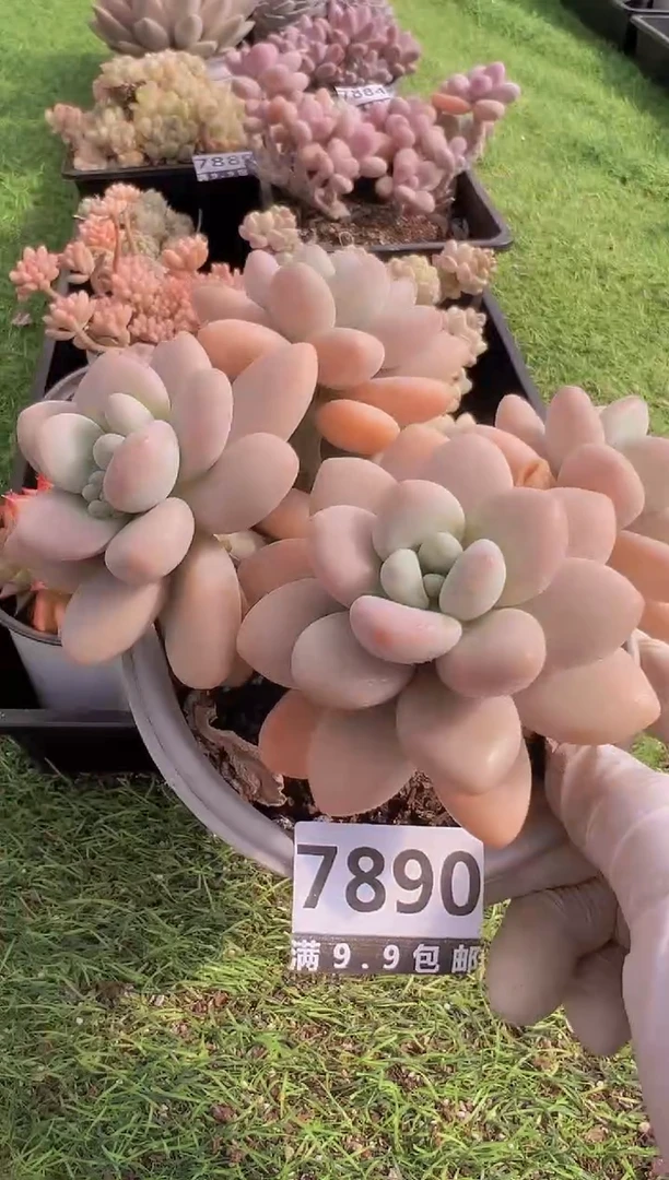 【闪购商品】信福多肉一物一拍