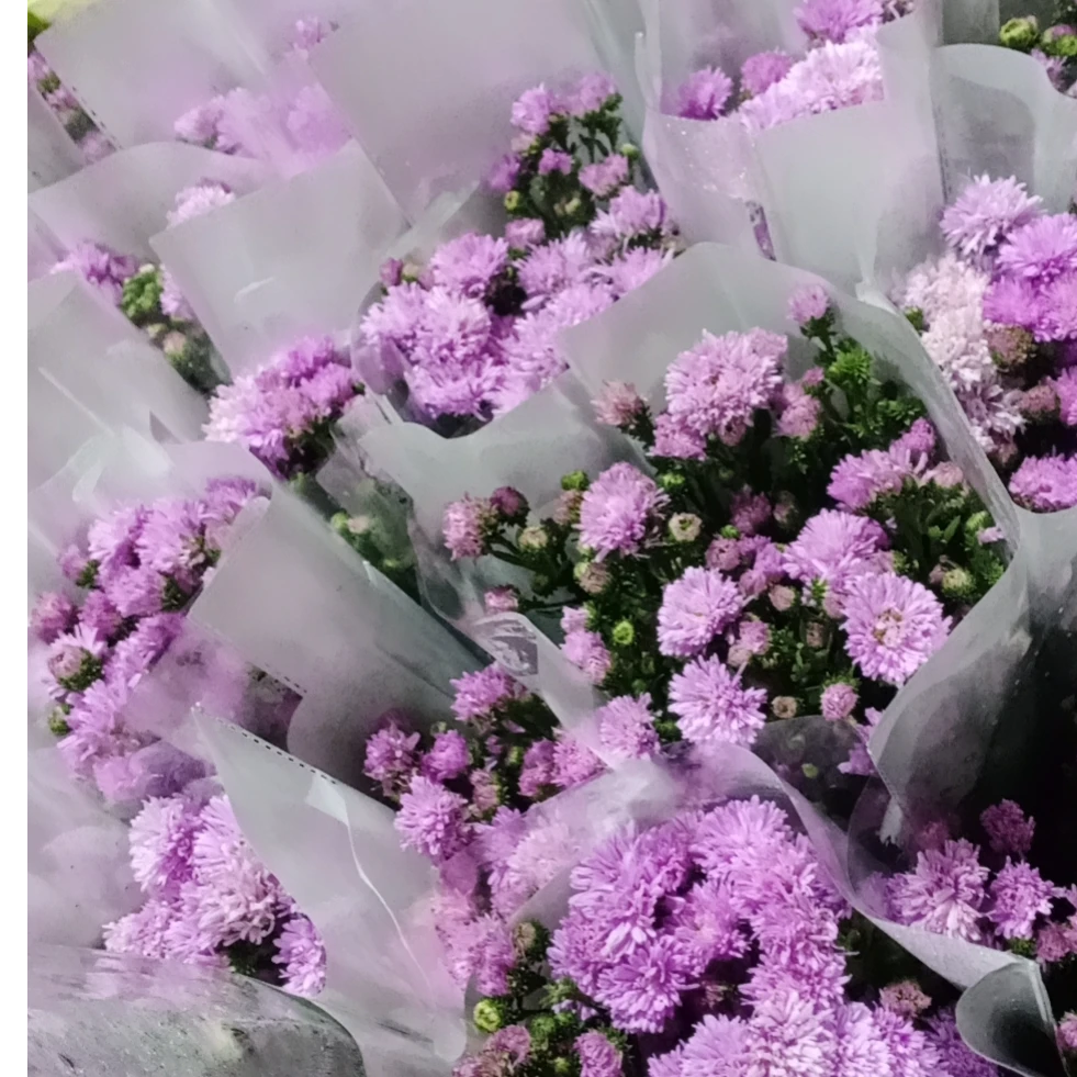 【买一送一】浅粉色孔雀花一把  云南基地鲜花   家养    水养