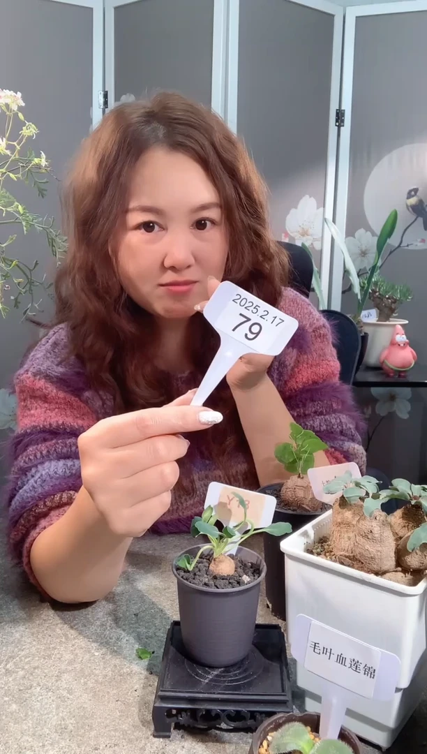 【闪购商品】静静疼面包2.17.