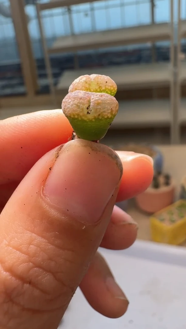 28-211多肉植物肉锥