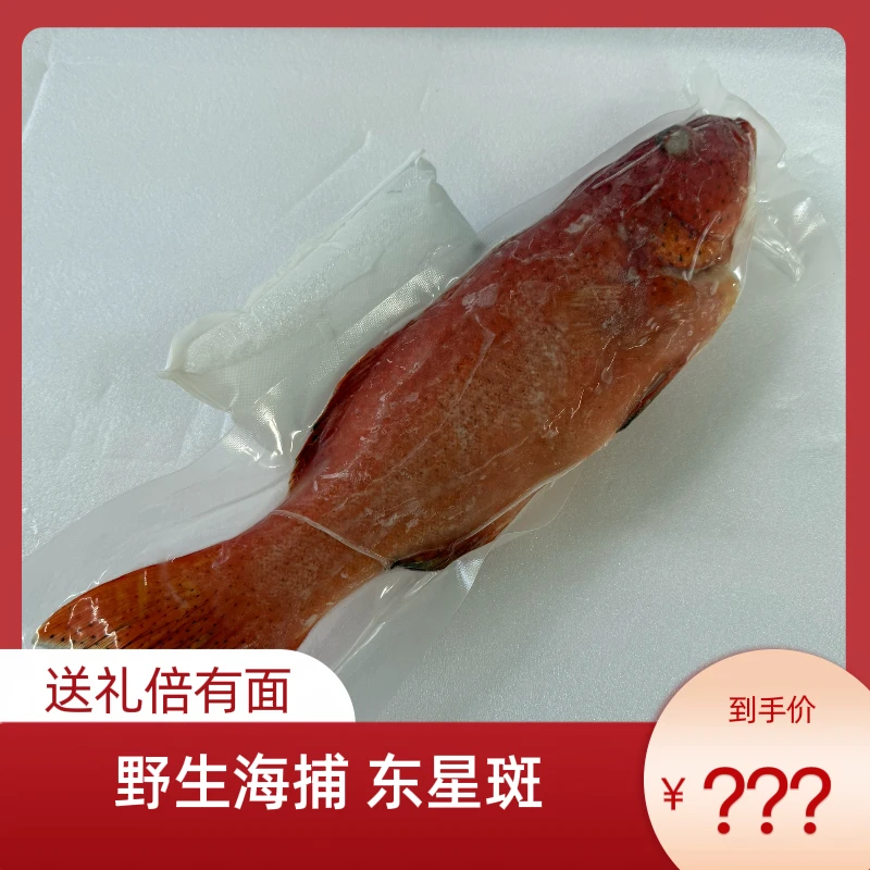 【年货】野生海捕东星斑