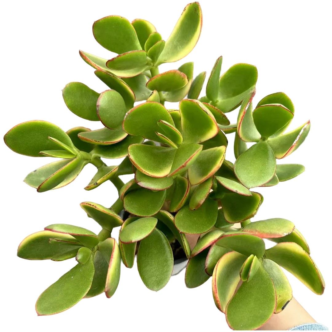 新花月锦脱土多肉植物室内绿植净化空气