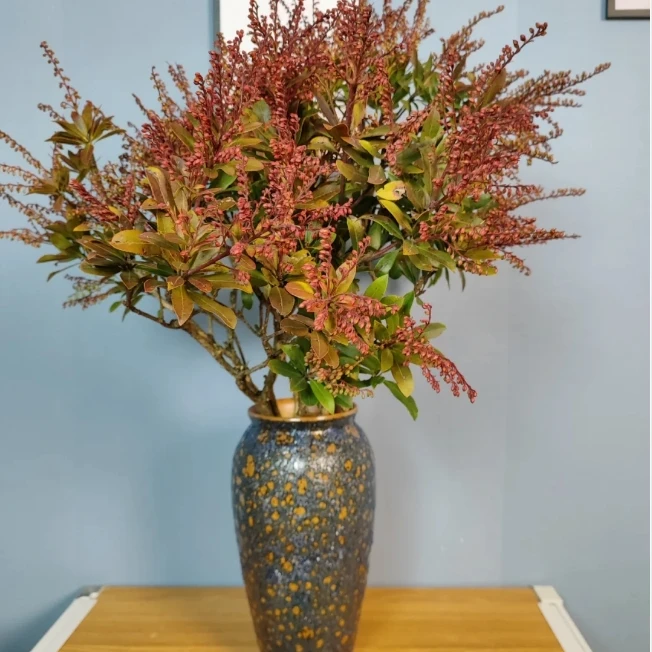 山里红一把＋营养剂