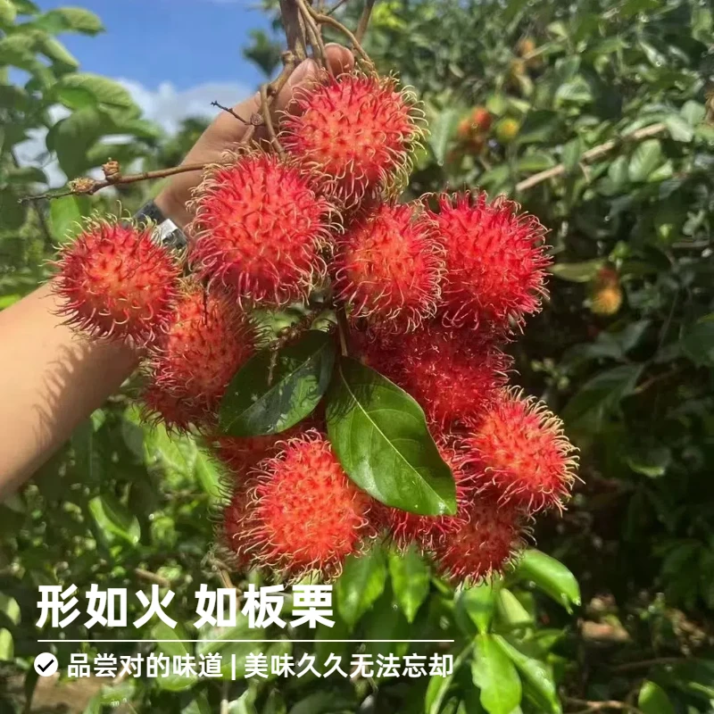 【空运发货】新鲜采摘海南保亭红毛丹7号果清甜回甘果肉Q弹孕妇水果