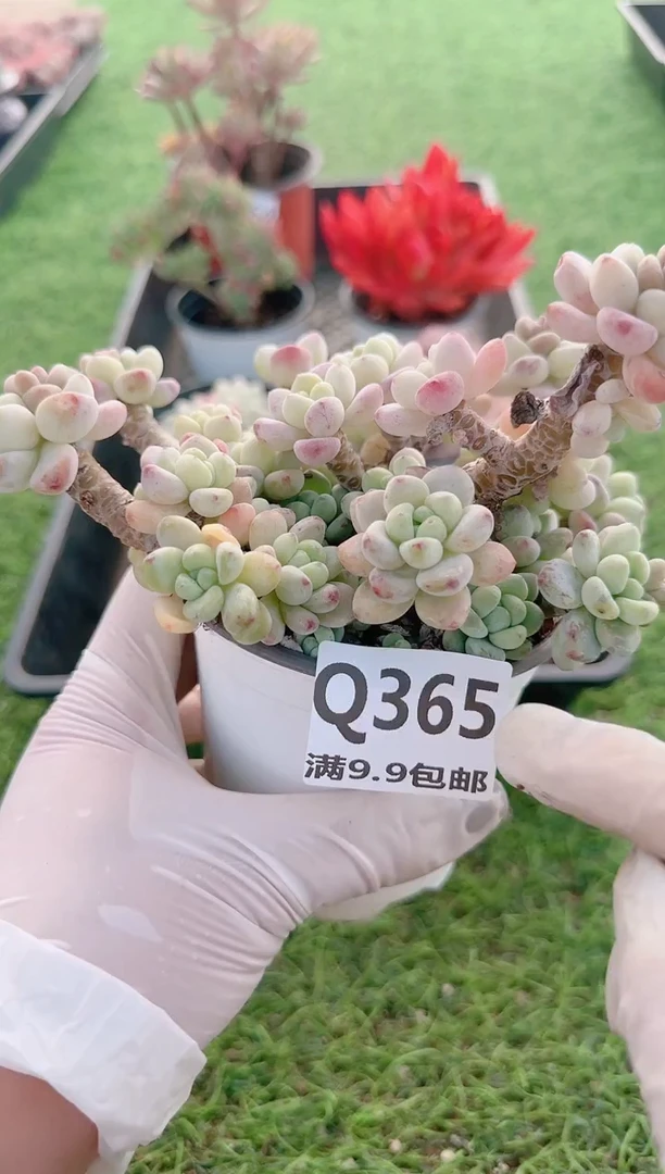 【闪购商品】梦会多肉一物一拍