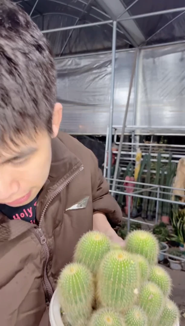 【闪购商品】金冠 群生 12-15cm