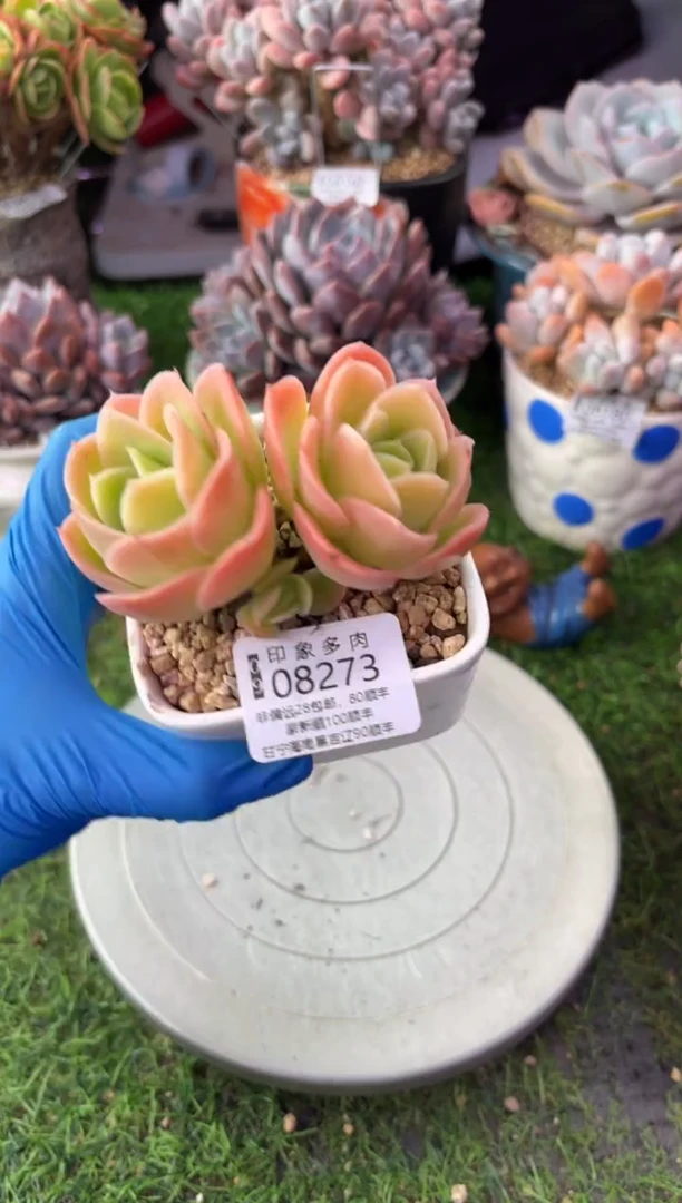 昆明印象多肉08273