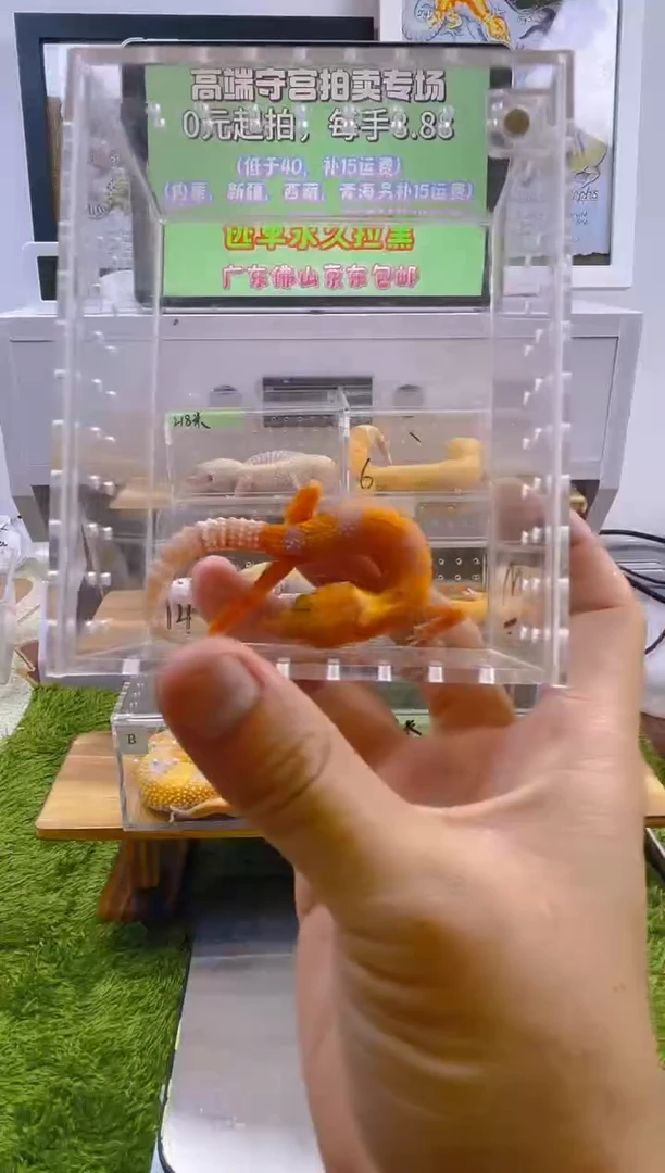 豹纹守宫豹纹守宫苗子亚成成体肥尾