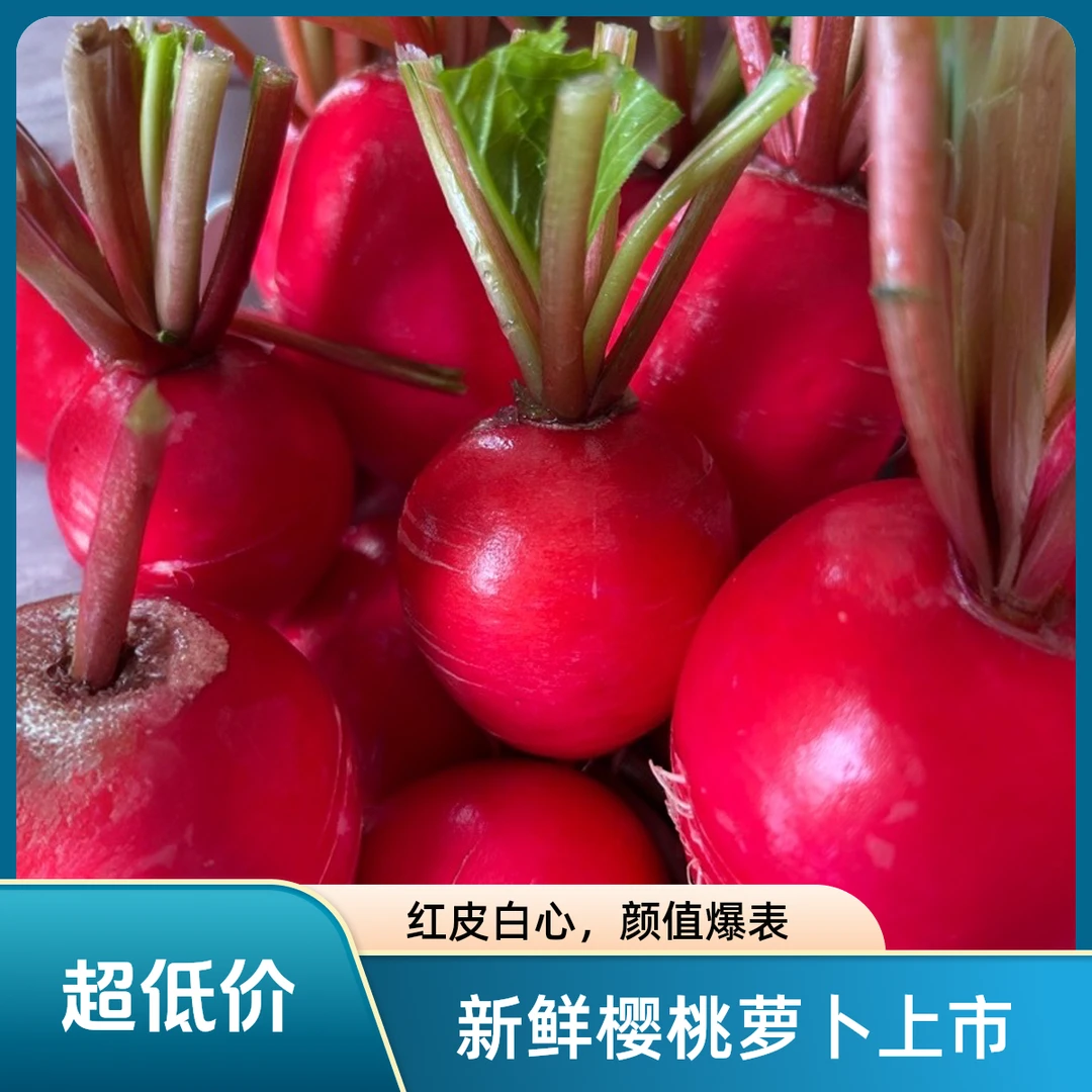 新鲜萝卜去叶小红萝卜水果圆萝卜生吃凉拌沙拉蔬菜食材现采现挖好