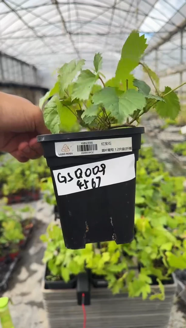 杨**宠红宝石 一物一拍 GSQ009