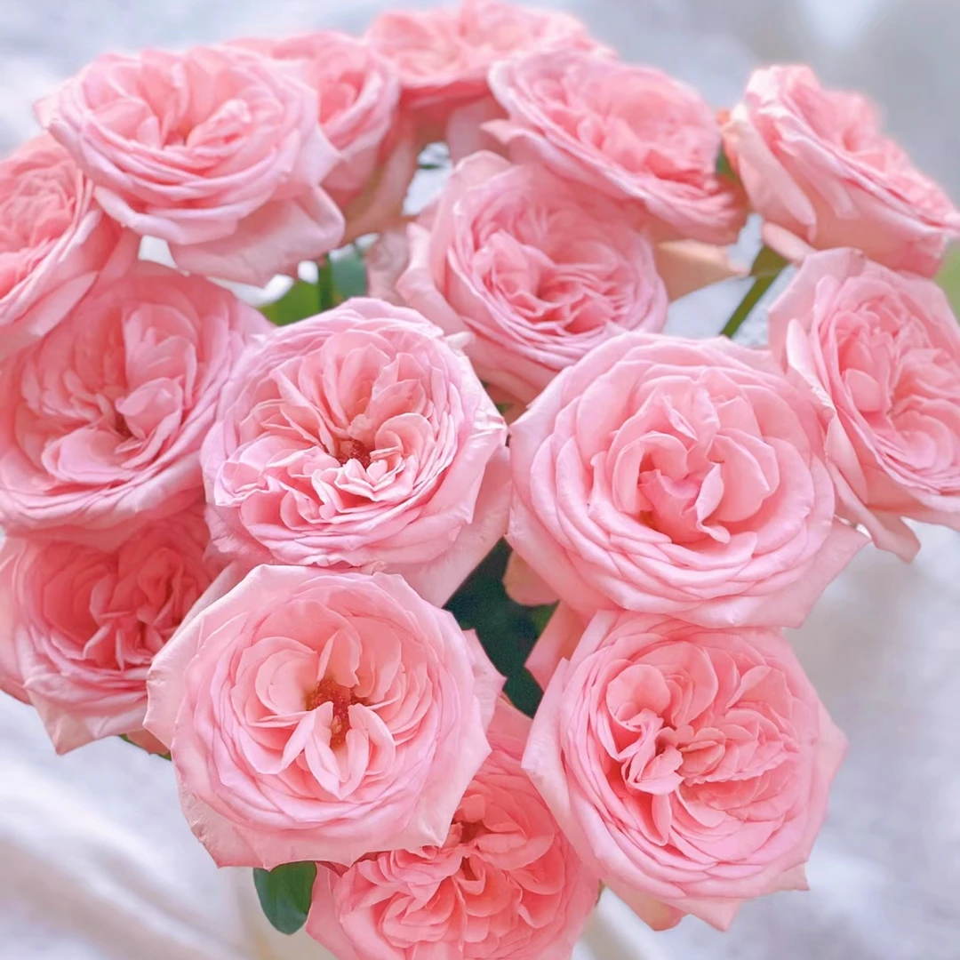 （粉荔枝-单头玫瑰）玫瑰云南基地直发生活鲜花