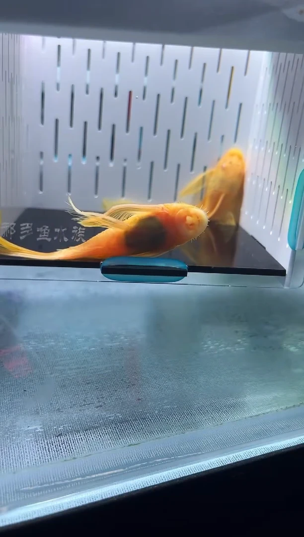 清道夫一对大帆不包入缸损124