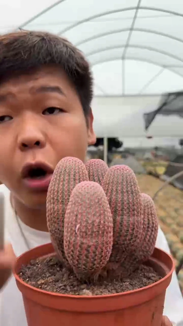 4头起 红太阳 带根