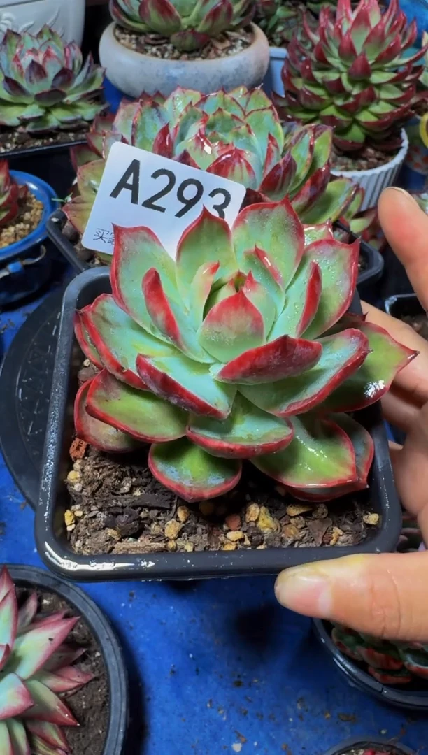 A293惊鸿仙子（裸根发货）