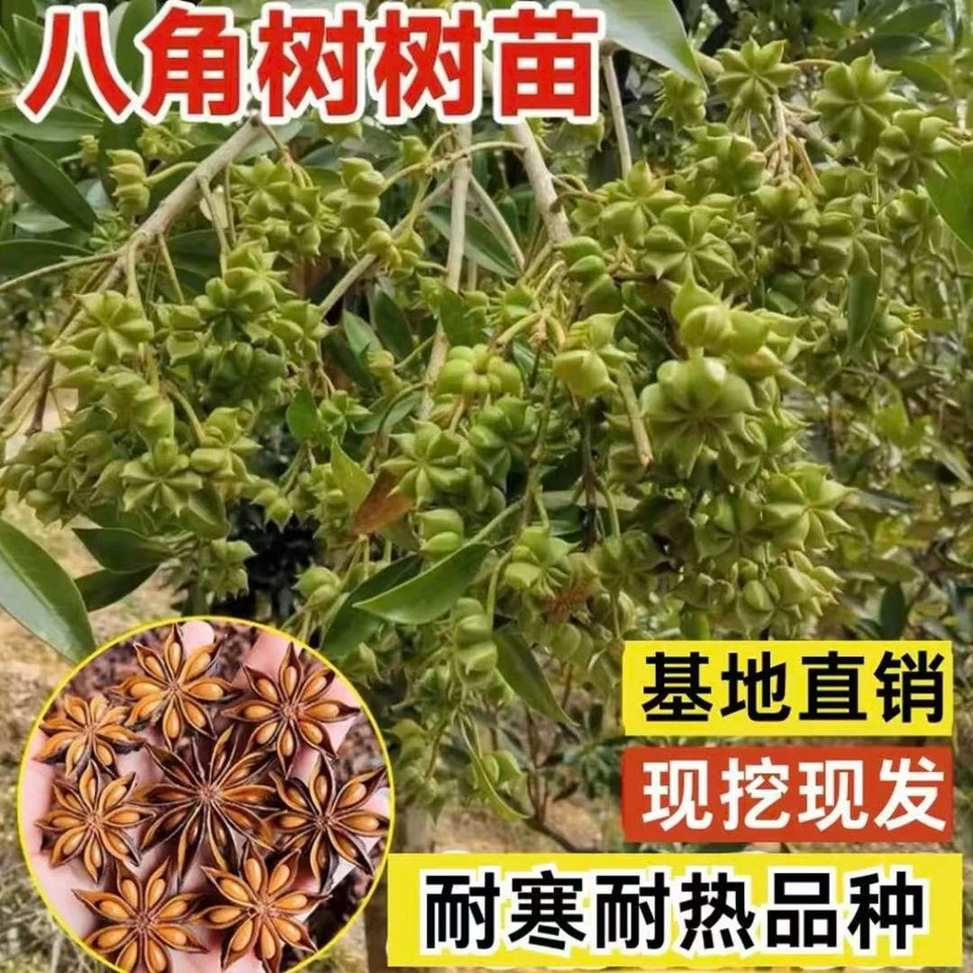 【八角茴香树苗】现挖现发耐寒耐热盆栽地栽四季种植树苗