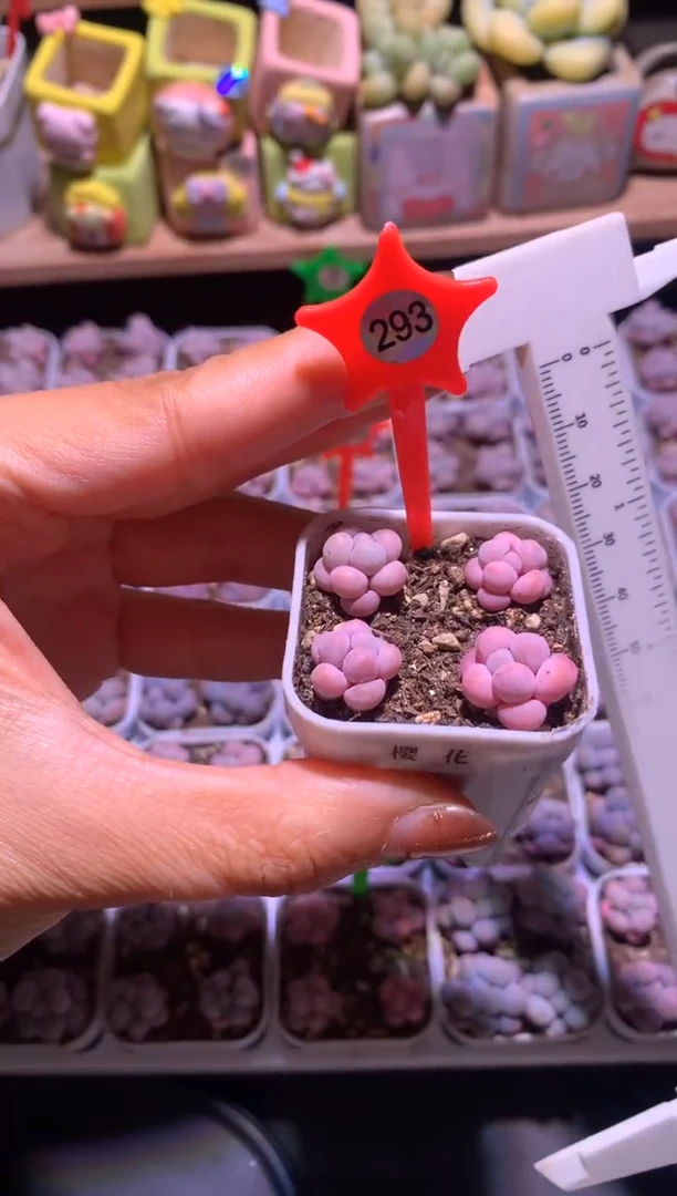 一盒樱花奶酪多肉带盆