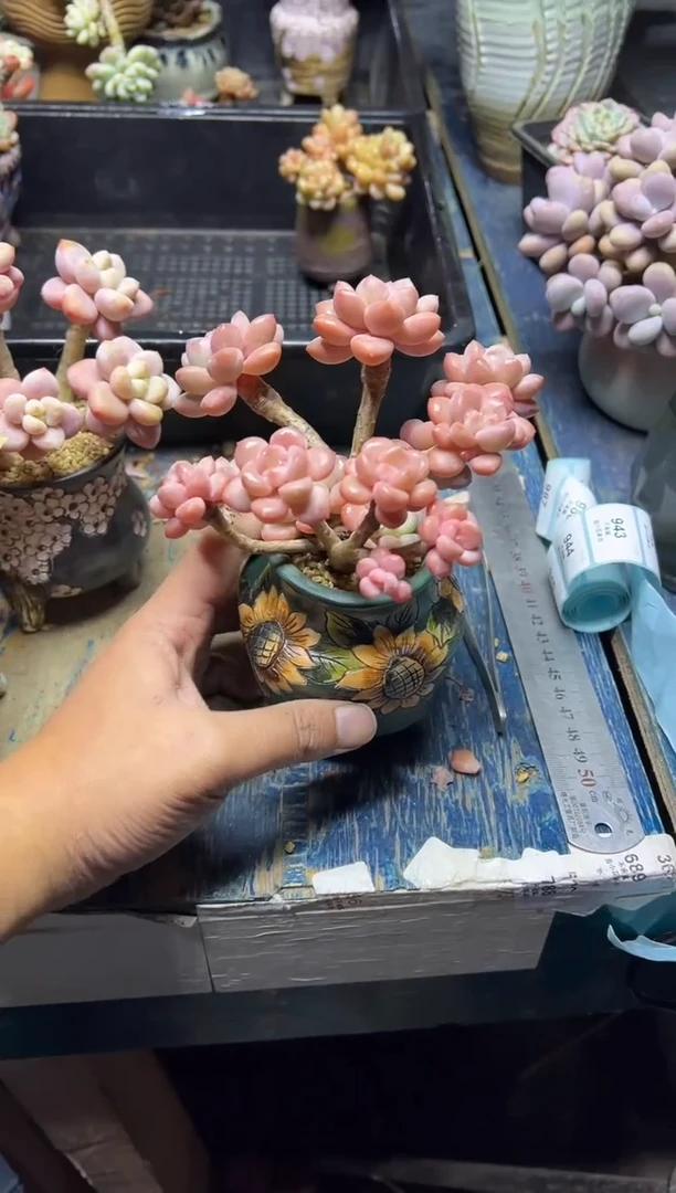 熙*942            带盆