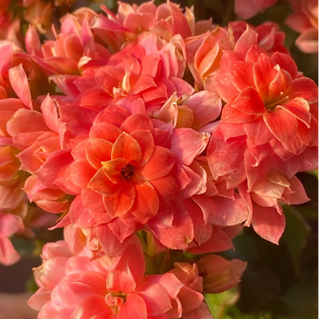 庄周梦蝶重瓣大花长寿花西瓜红带花苞原盆原土绿植盆栽开花植物