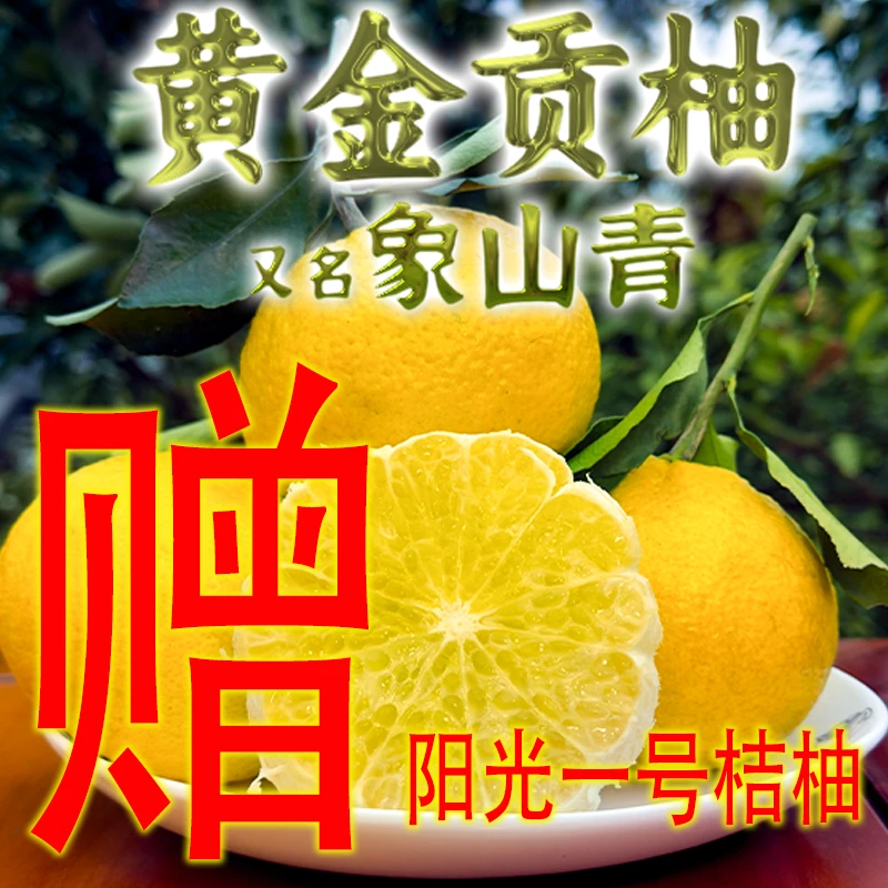 【买赠】黄金贡柚象山青新鲜甜桔柚湖南怀化正宗贡柚产地直发小柚子