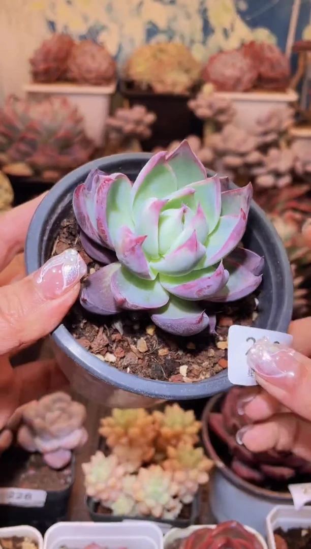 【闪购商品】230惊鸿仙子多肉