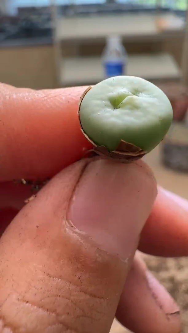 9-243多肉植物肉锥