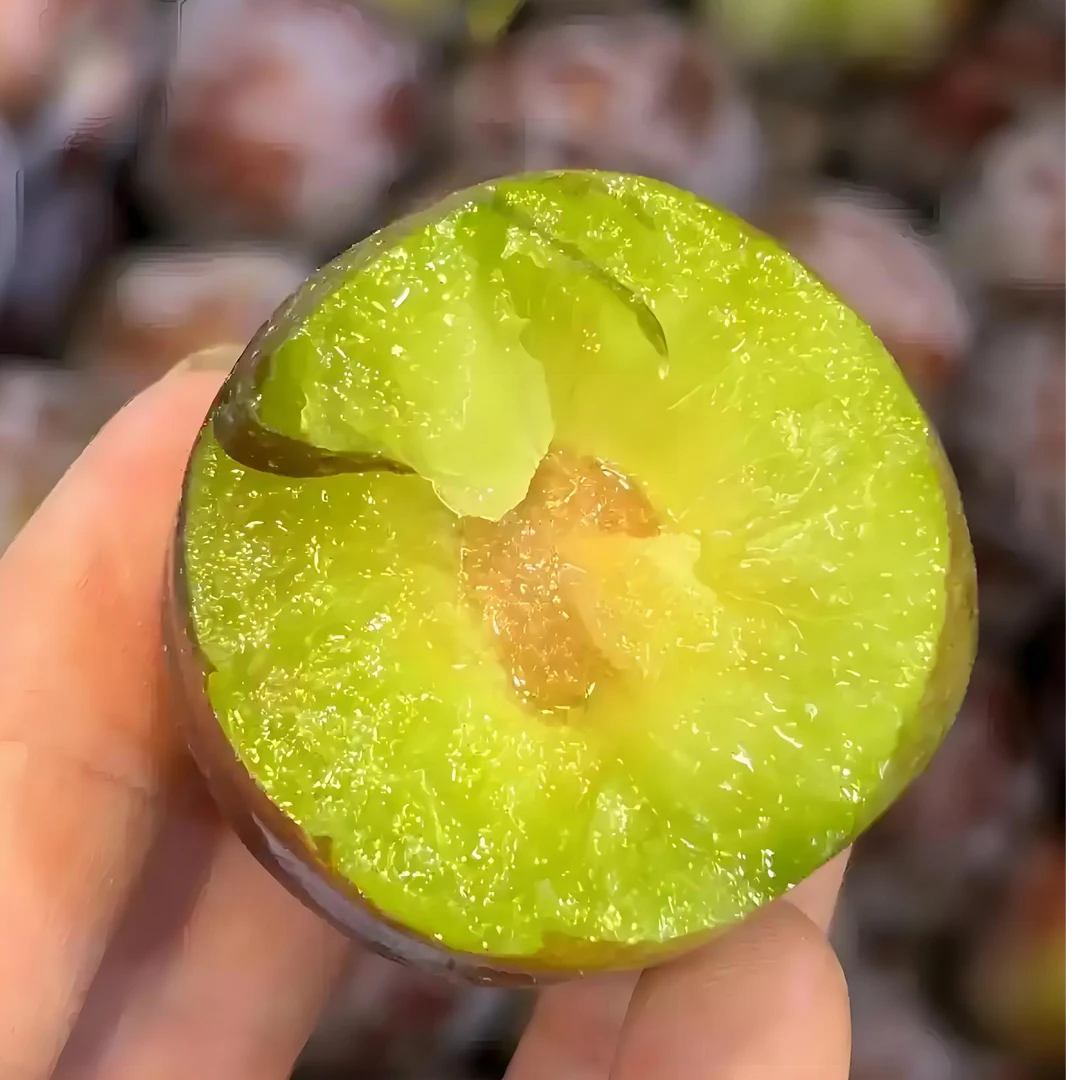 顺丰包邮四川汉源当季五月脆凤凰李