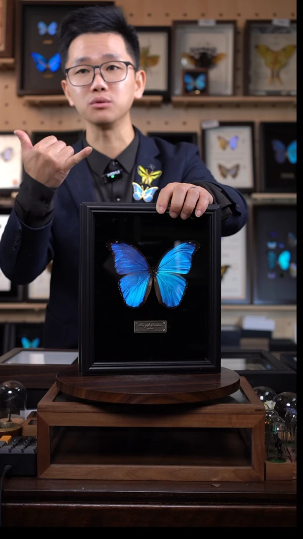 大蓝闪蝶10寸竖黑丝绒底带证书