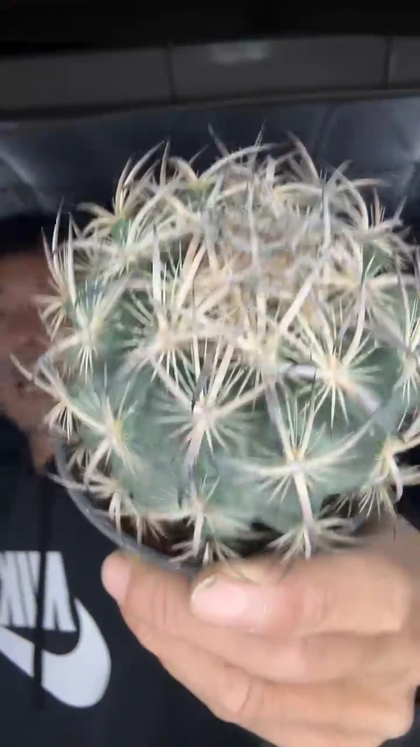 实生虎爪玉65.99