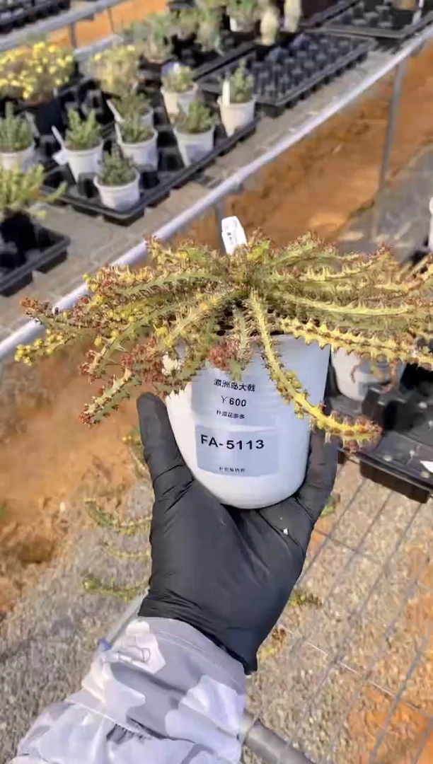 瀛洲岛大戟FA-5113