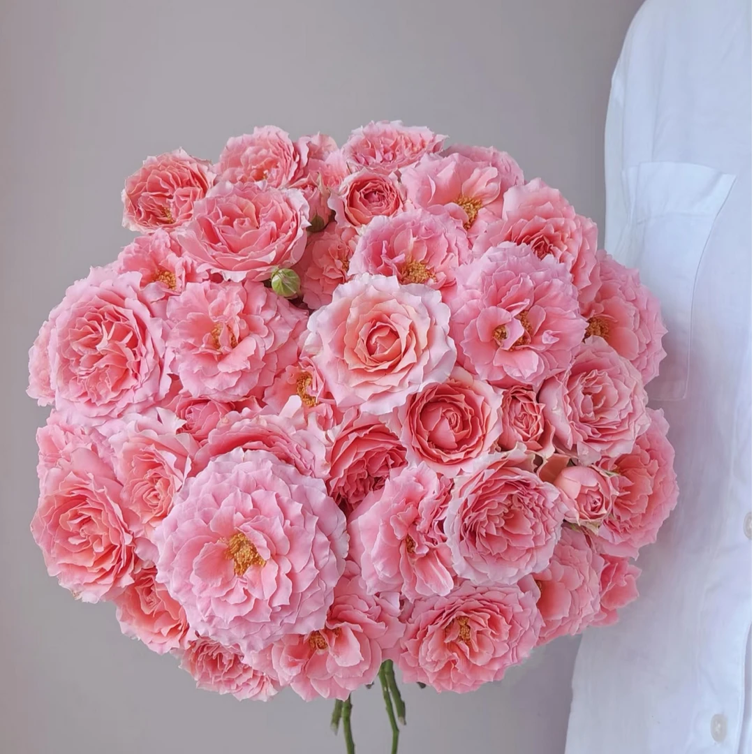 【粉色拉拉队】多头玫瑰（全场同一地址两单顺丰冷链包邮噢~）