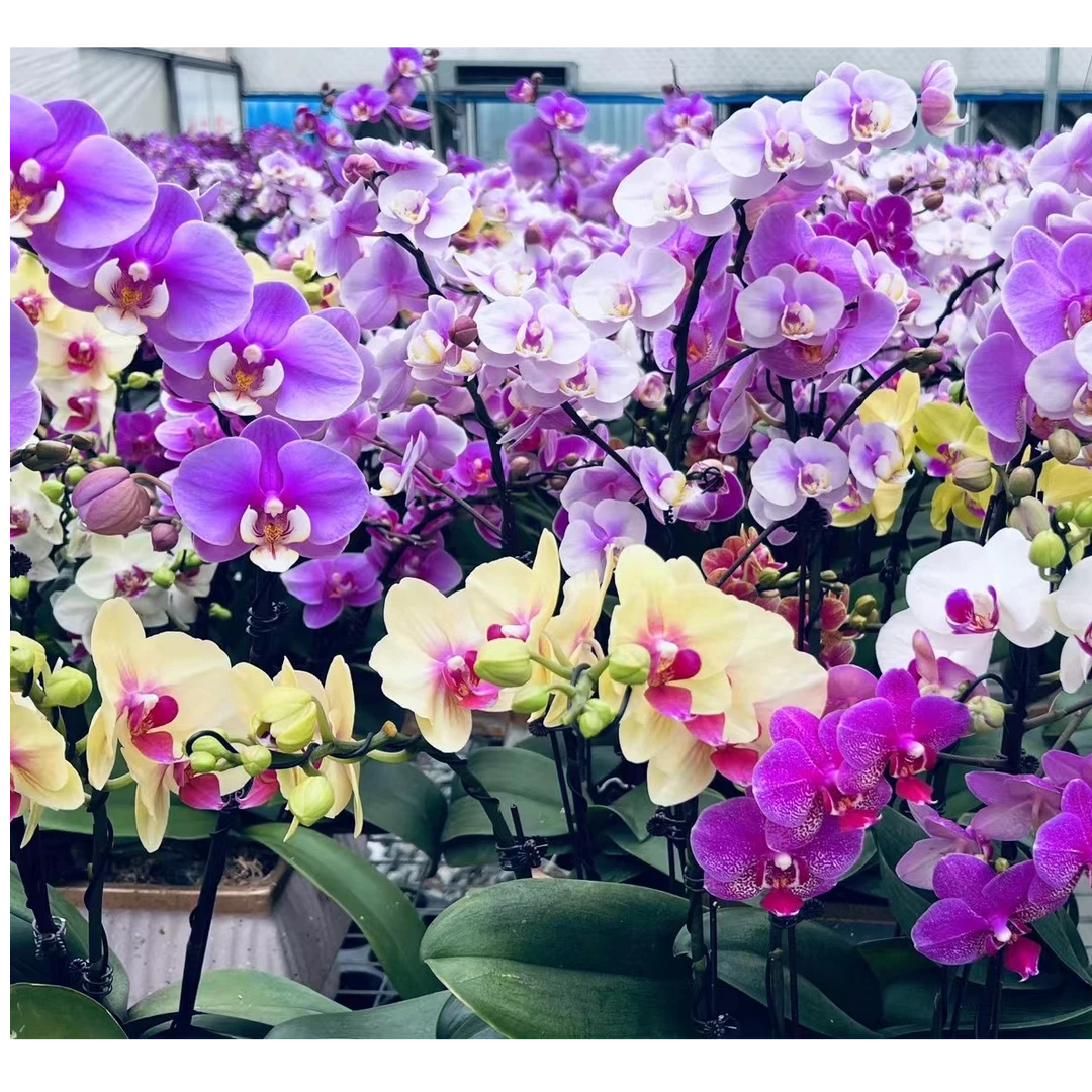 兰香韵蝴蝶兰开花株