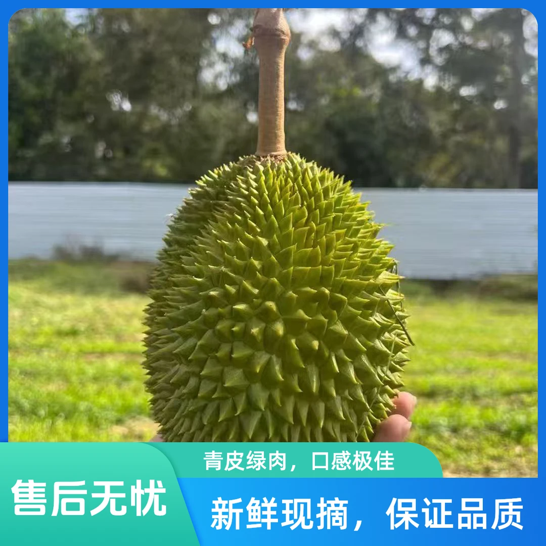 马来西亚新鲜果子 黑刺/猫山王榴莲2~5斤 核大/小【一物一拍】苦味正常榴莲同城送猫山王黑刺马来西亚