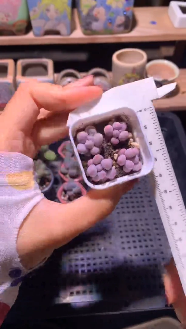 小奶包一盒4颗带盆发