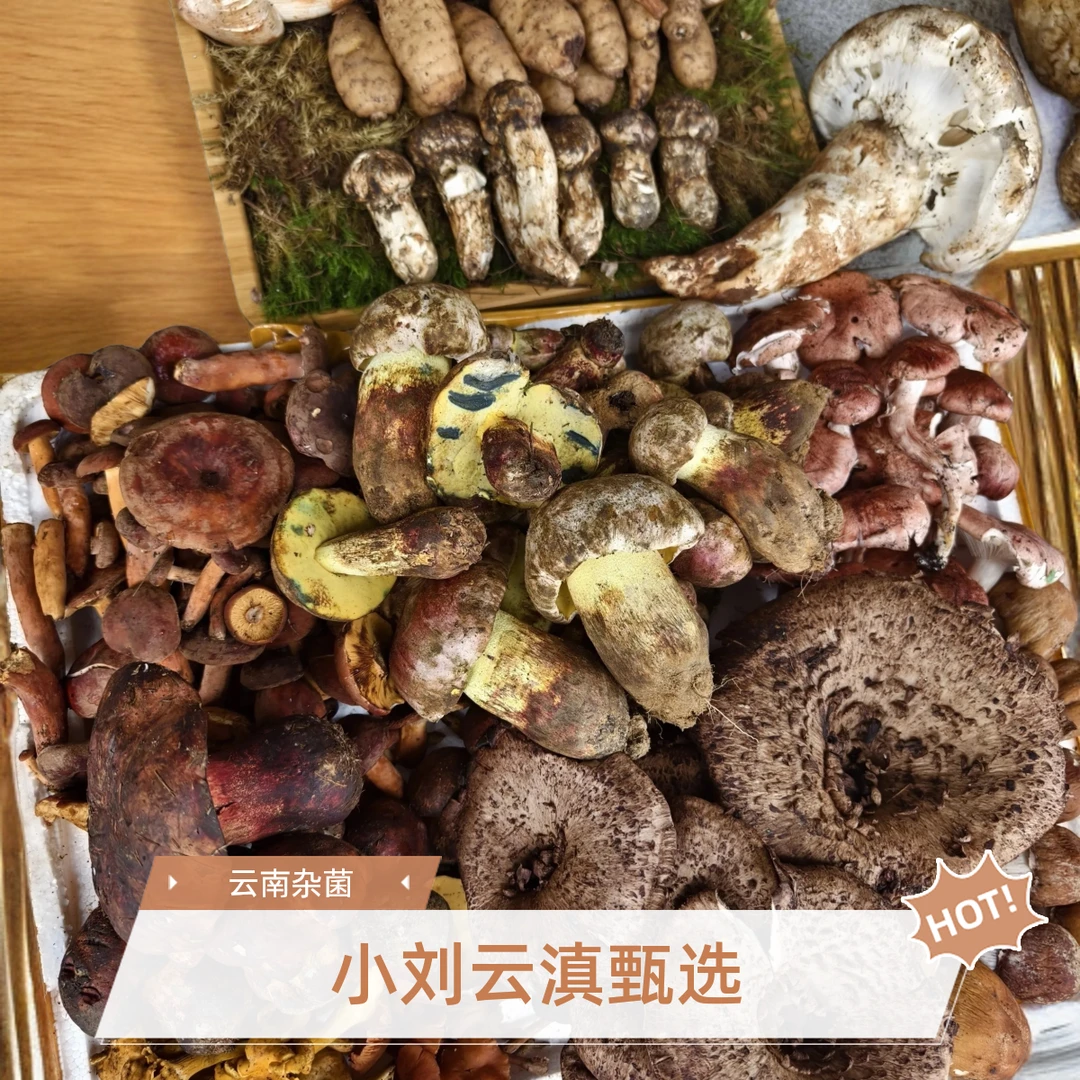 小刘云滇甄选-野生菌（杂菌）