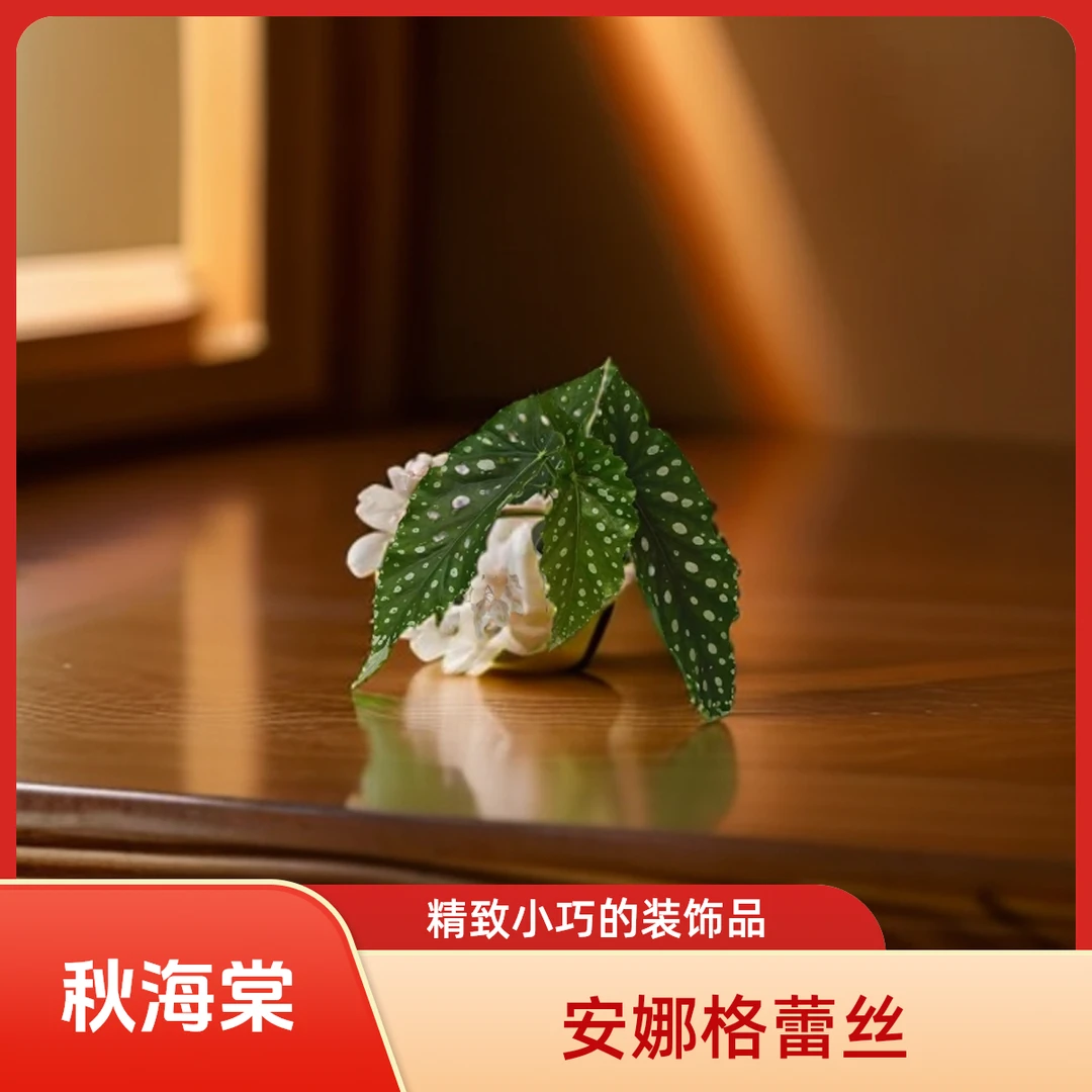 安娜格蕾丝 秋海棠 一颗包邮无售后 完美主义者勿拍