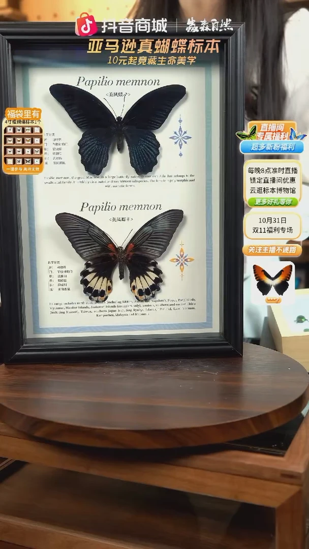 美凤蝶雌雄组合标本摆件