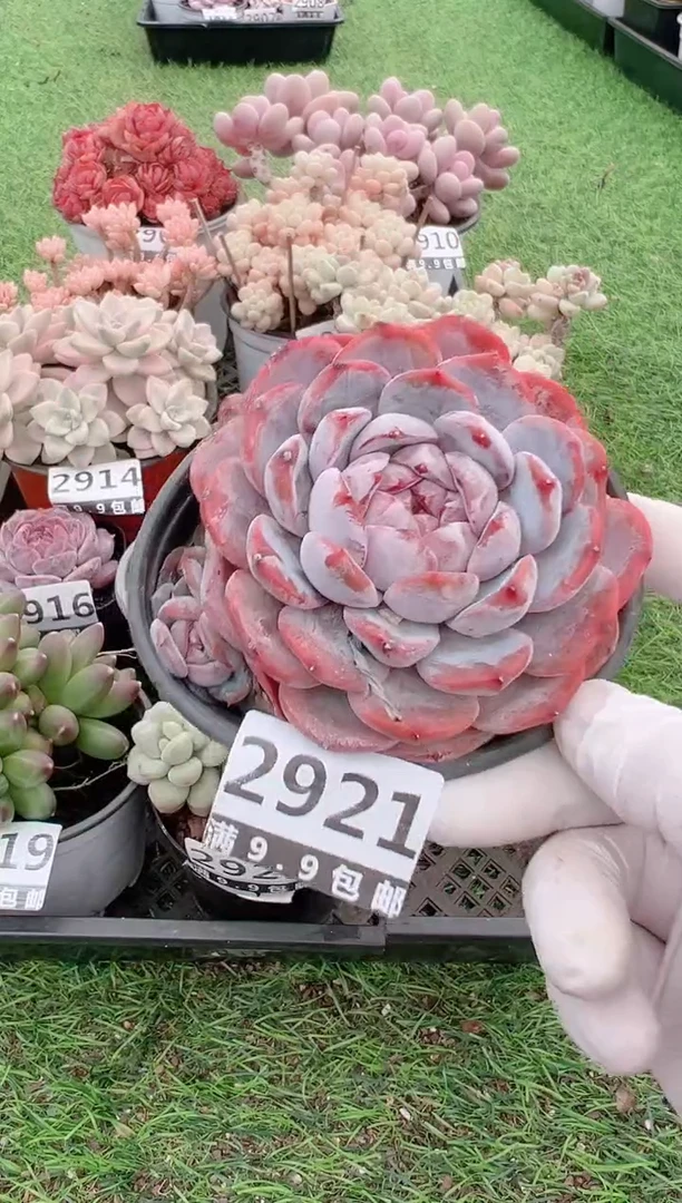 【闪购商品】信福多肉一物一拍